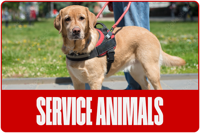 Georgia Accessibility - Service Animals